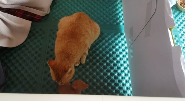 어머냥이 눈치보면서 냥이집 청소하는 아저씨ㅋㅋㅋ.jpg | 인스티즈