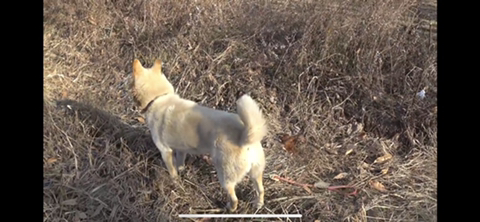 공장에서 평생 묶여사는 개 처음으로 산책시킨 유튜버 | 인스티즈