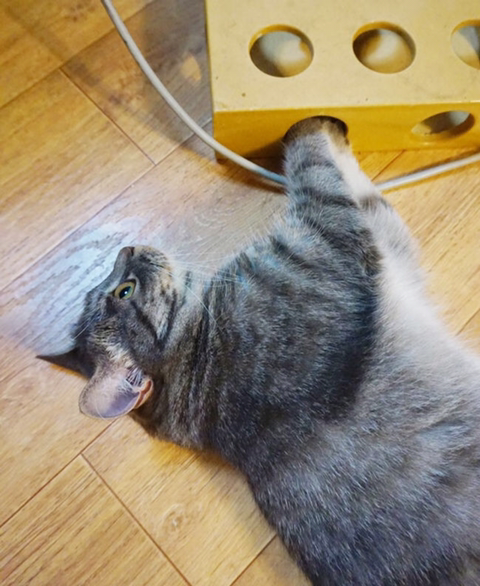 겨울철 손이 시려운 고양이.jpg | 인스티즈