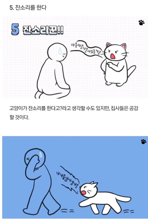 고양이가 당신을 아기로 여긴다는 증거 | 인스티즈