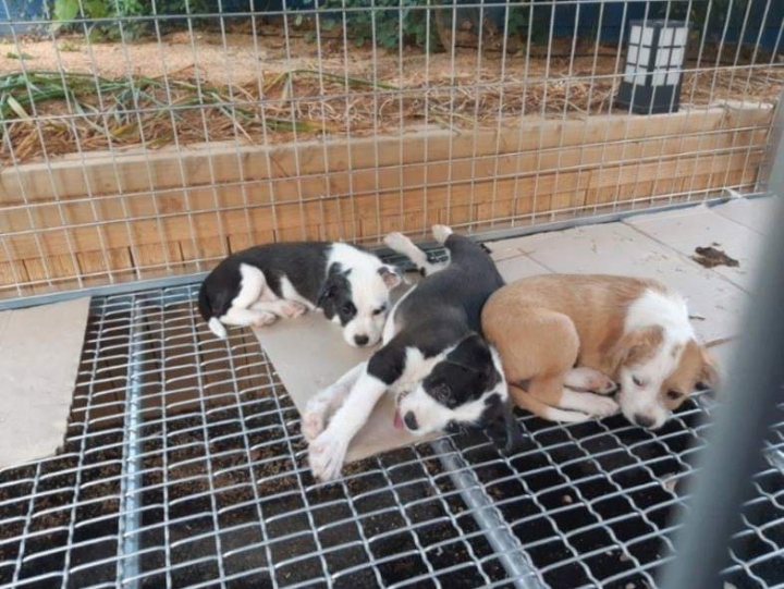 버려진 강아지들 잡아옴.jpg | 인스티즈