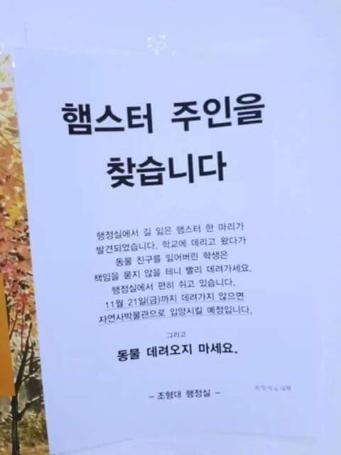 햄스터 주인을 찾습니다 | 인스티즈