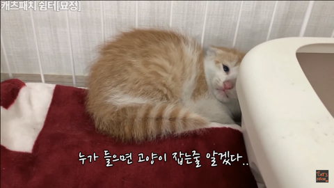 사람손이 너무 무서워서 비명을 지를거지만 막상 싫지는 않은 아기고양이 | 인스티즈