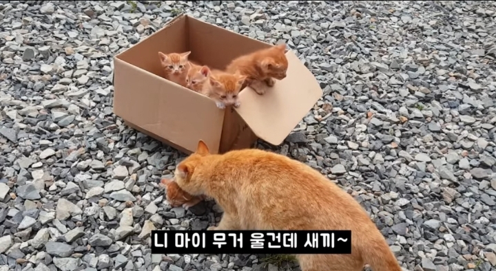 어머냥이 눈치보면서 냥이집 청소하는 아저씨ㅋㅋㅋ.jpg | 인스티즈
