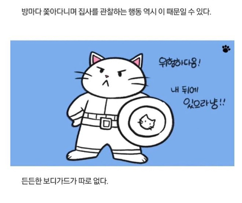 고양이가 당신을 아기로 여긴다는 증거 | 인스티즈