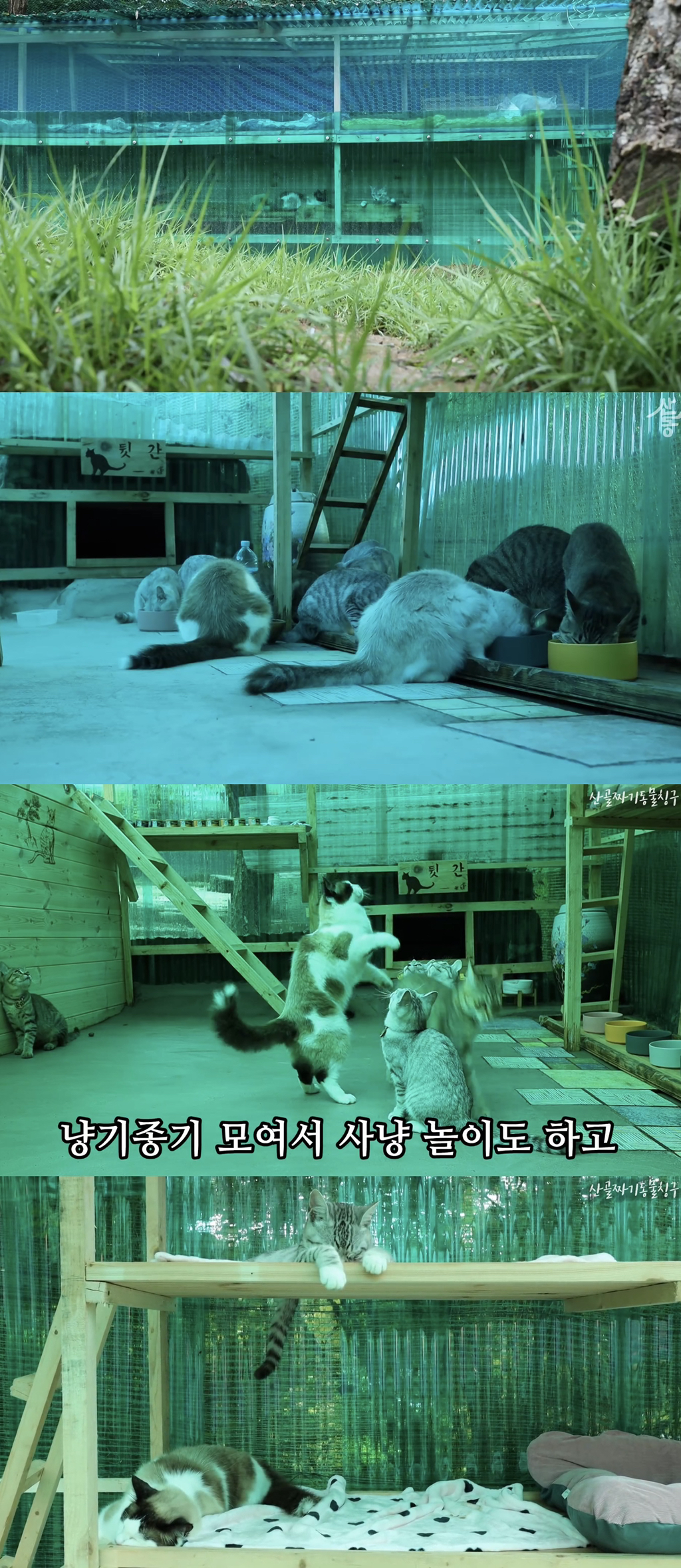 냥토피아 이미지