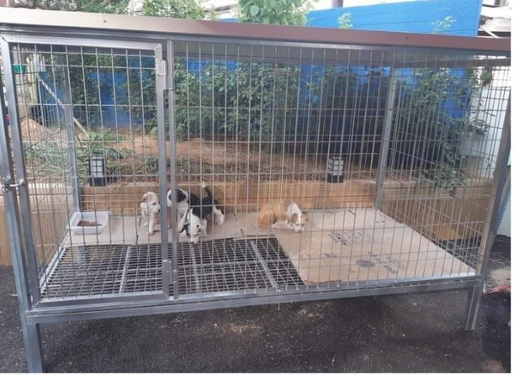 버려진 강아지들 잡아옴.jpg | 인스티즈