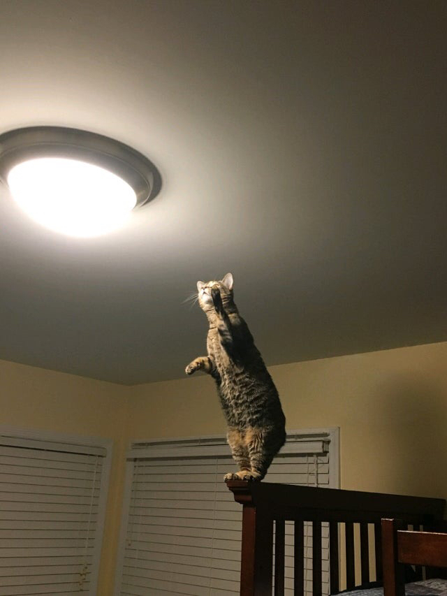 서 있는 고양이 모임 | 인스티즈