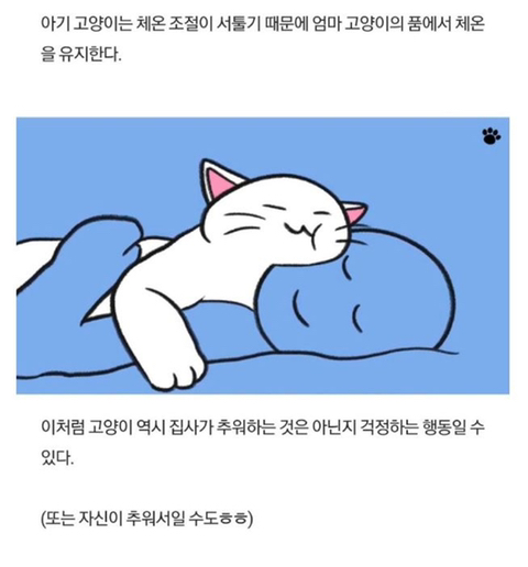 고양이가 당신을 아기로 여긴다는 증거 | 인스티즈