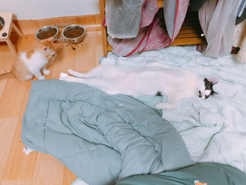 위험성을 고지하지않은 산책냥이 sns공유 및 유튜브 컨텐츠가 위험한 이유 | 인스티즈