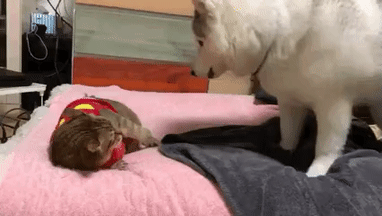 냥냥펀치 맞고 서러운 댕댕이.gif | 인스티즈