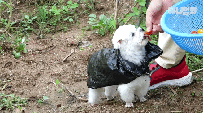 동물병원 매니저로 일하고 집은 공기 좋은 시골이고 좋아하는 방울토마토도 매일 먹는 금수저 강아지🍅.jpgif | 인스티즈