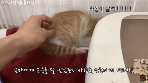 사람손이 너무 무서워서 비명을 지를거지만 막상 싫지는 않은 아기고양이 | 인스티즈