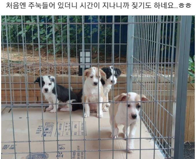 버려진 강아지들 잡아옴.jpg | 인스티즈