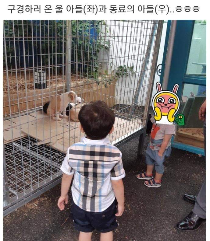 버려진 강아지들 잡아옴.jpg | 인스티즈