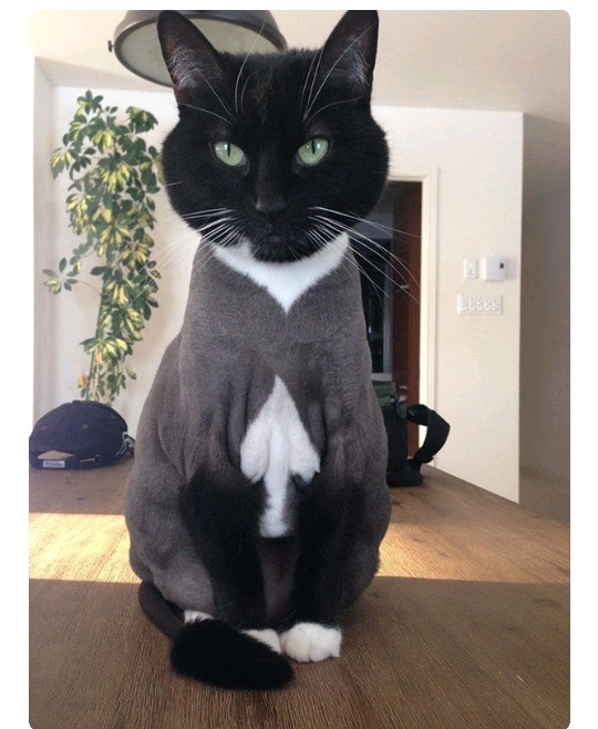 스페이드에이 이미지
