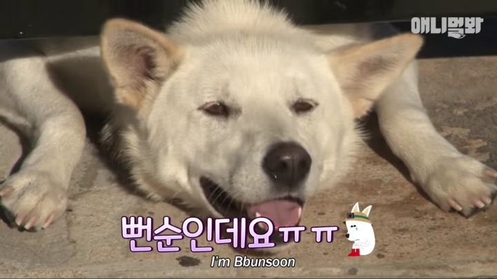 그알 갈색푸들보다 친화력 오지는 뻔순이 | 인스티즈