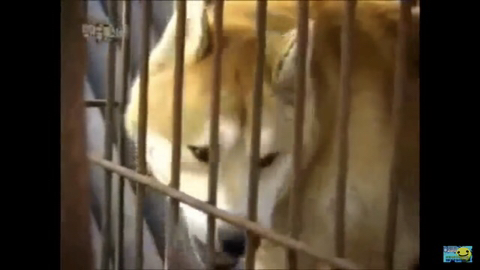 개장수만 보면 본능적으로 똥오줌 지리는 개들 | 인스티즈