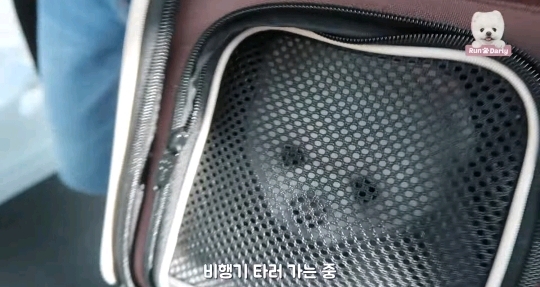 🐶강아지 달리의 비행기 1등석 체험기 .gif | 인스티즈