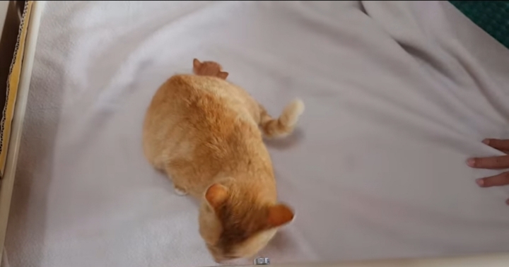 어머냥이 눈치보면서 냥이집 청소하는 아저씨ㅋㅋㅋ.jpg | 인스티즈