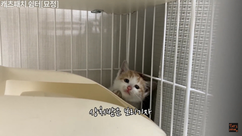 사람손이 너무 무서워서 비명을 지를거지만 막상 싫지는 않은 아기고양이 | 인스티즈