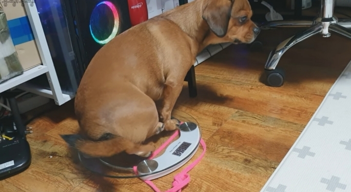 이정도면 안에 사람영혼 들어가있는거 같은 강아지 | 인스티즈