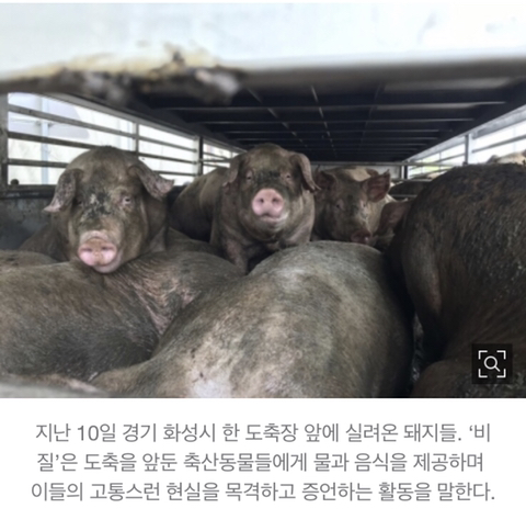 육식주의 축산 이미지