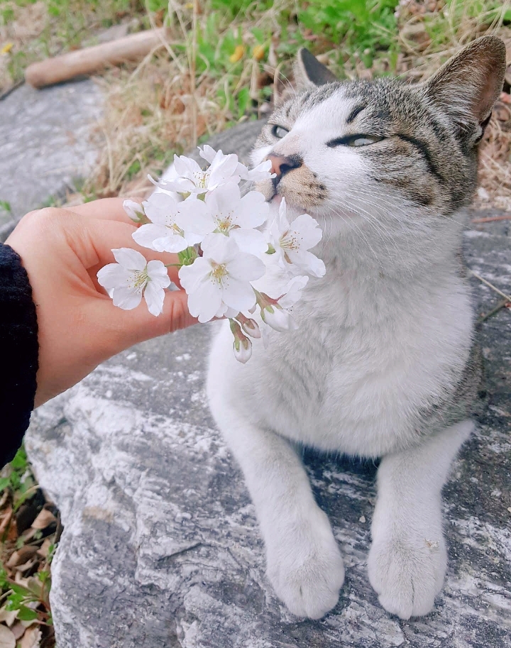 먹는거 감시하는 댕댕이.GIF | 인스티즈
