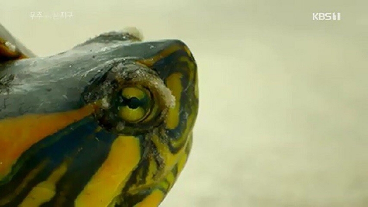 거북이가 사막을 건너는 이유 .jpgif | 인스티즈