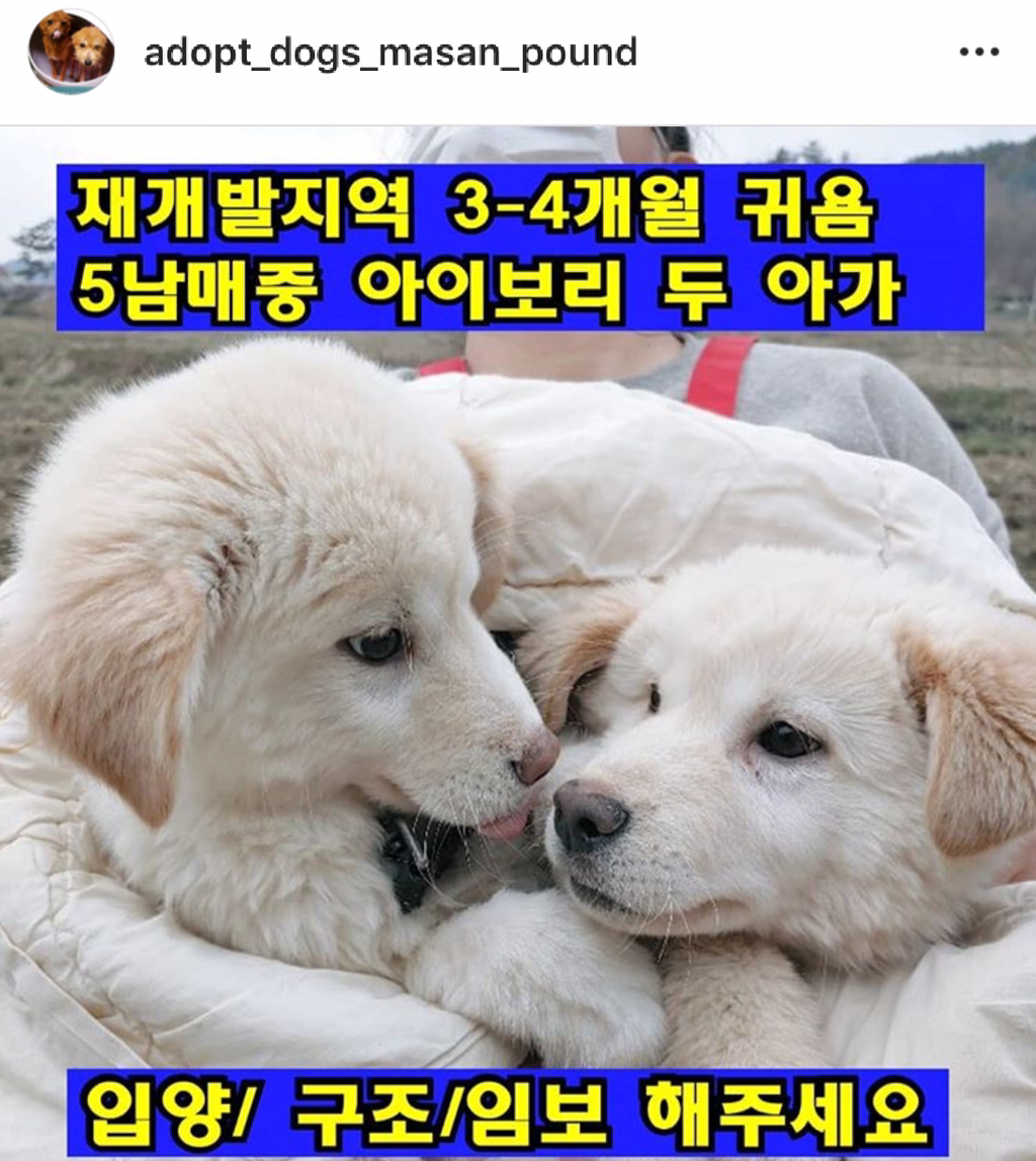 재개발지역에 남은 5남매 아기강아지 보살핌이 필요해요 | 인스티즈