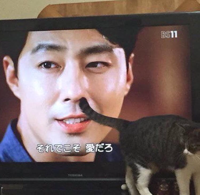 고양이 + TV = ....???? | 인스티즈