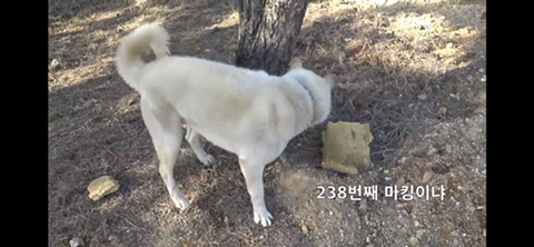 공장에서 평생 묶여사는 개 처음으로 산책시킨 유튜버 | 인스티즈