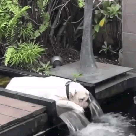 더운거 못참는 댕댕이들.GIF | 인스티즈
