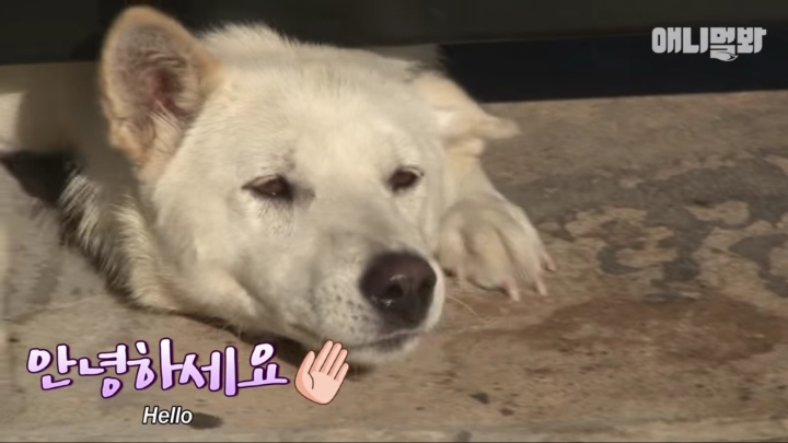 그알 갈색푸들보다 친화력 오지는 뻔순이 | 인스티즈