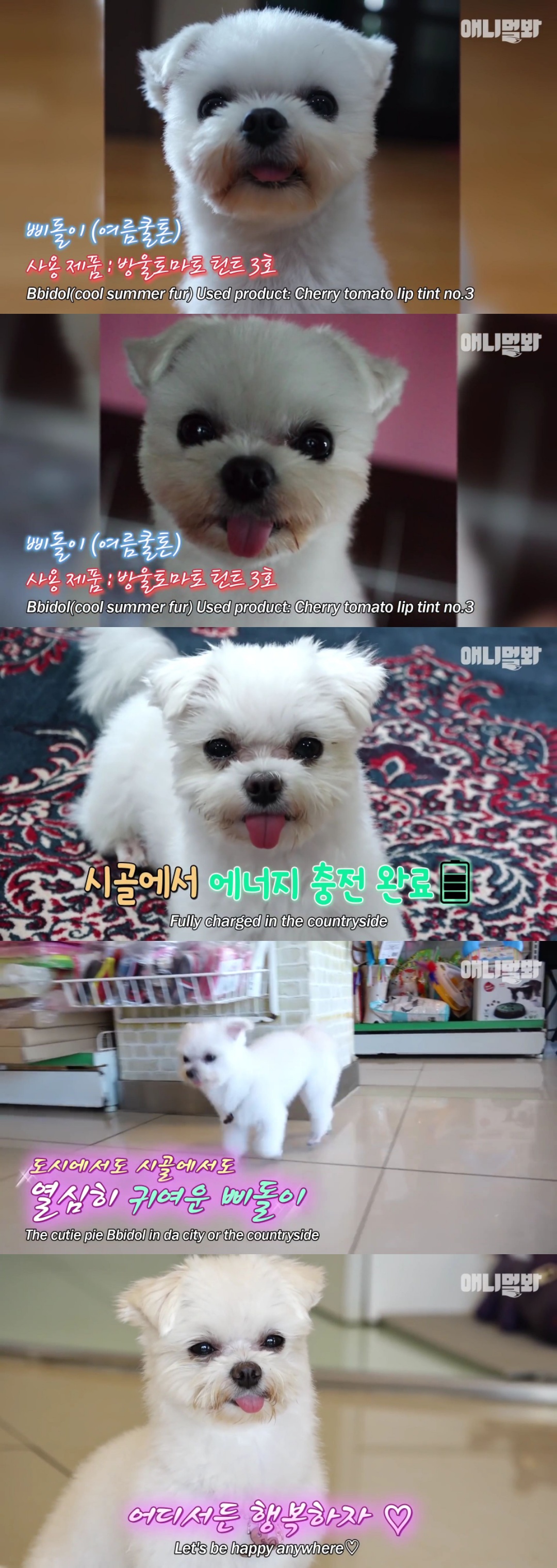 동물병원 매니저로 일하고 집은 공기 좋은 시골이고 좋아하는 방울토마토도 매일 먹는 금수저 강아지🍅.jpgif | 인스티즈