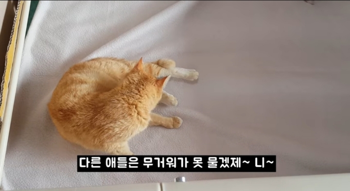 어머냥이 눈치보면서 냥이집 청소하는 아저씨ㅋㅋㅋ.jpg | 인스티즈