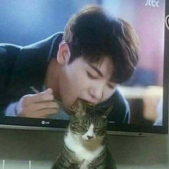고양이 + TV = ....???? | 인스티즈