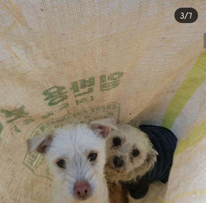 문앞에 꿈틀거리는 포대자루가 놓여있어서 열어봤더니.. | 인스티즈