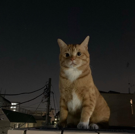 이나리 이미지