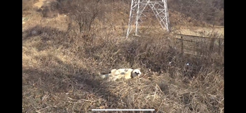공장에서 평생 묶여사는 개 처음으로 산책시킨 유튜버 | 인스티즈