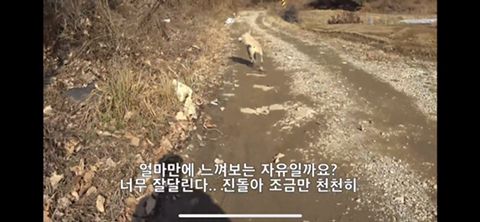 공장에서 평생 묶여사는 개 처음으로 산책시킨 유튜버 | 인스티즈