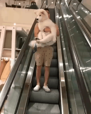 댕댕이는 다커서도 애기야.gif | 인스티즈