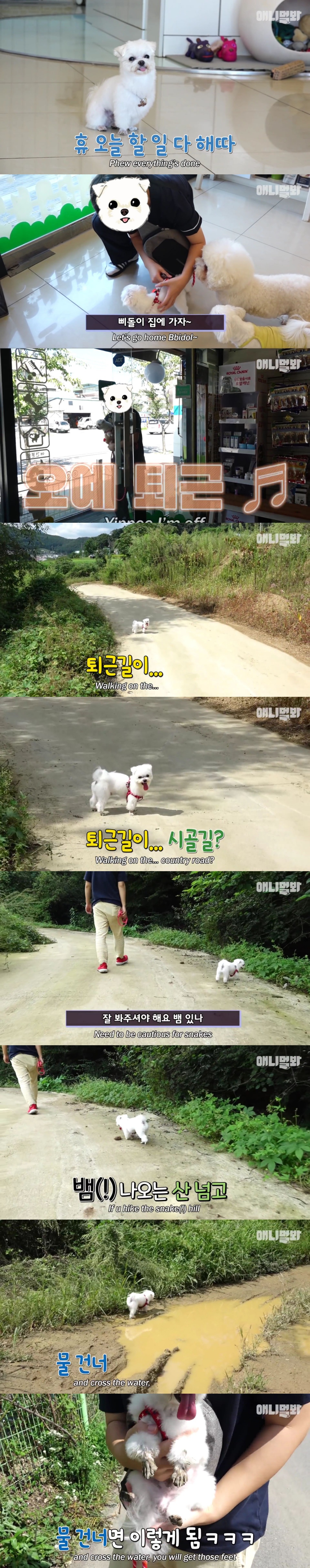 동물병원 매니저로 일하고 집은 공기 좋은 시골이고 좋아하는 방울토마토도 매일 먹는 금수저 강아지🍅.jpgif | 인스티즈