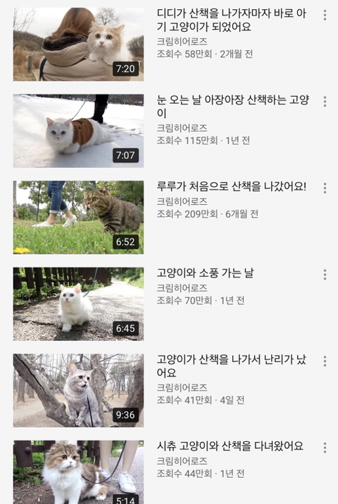 위험성을 고지하지않은 산책냥이 sns공유 및 유튜브 컨텐츠가 위험한 이유 | 인스티즈
