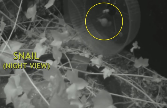 햄스터가 쳇바퀴를 타는 이유 | 인스티즈