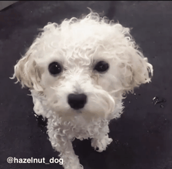 애기비숑 털 찌는 과정 | 인스티즈