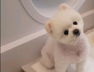 🐶강아지 달리의 비행기 1등석 체험기 .gif | 인스티즈