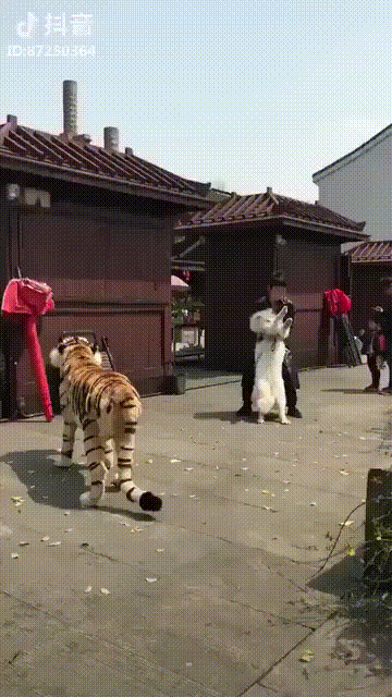 댕댕이는 다커서도 애기야.gif | 인스티즈