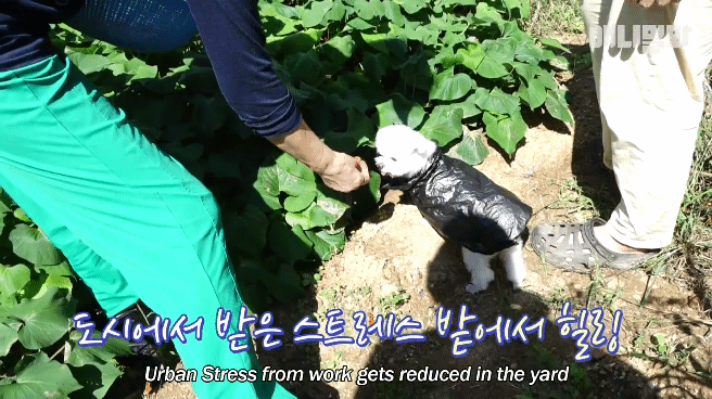 동물병원 매니저로 일하고 집은 공기 좋은 시골이고 좋아하는 방울토마토도 매일 먹는 금수저 강아지🍅.jpgif | 인스티즈