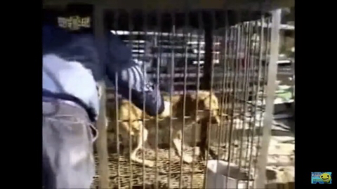 개장수만 보면 본능적으로 똥오줌 지리는 개들 | 인스티즈